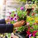 Sun Rose flower shop in Bandar Abbas